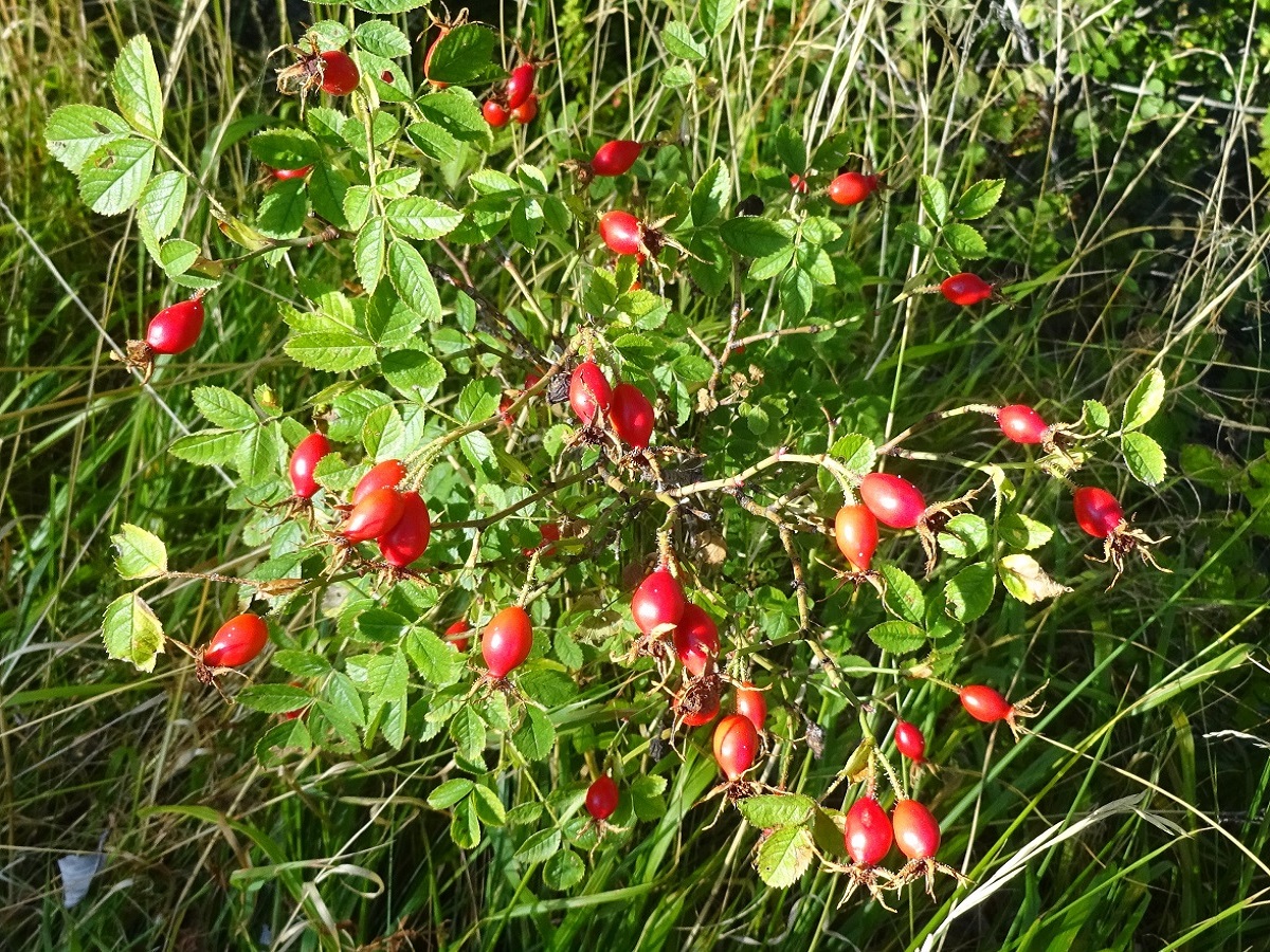Rosa rubiginosa (Rosaceae)